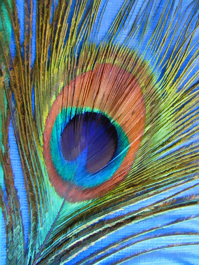 Peacock Glory Photograph by Kathy Clark | Fine Art America