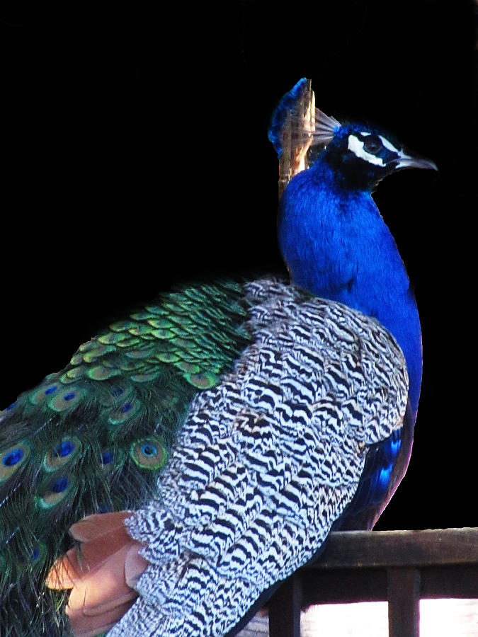 Peacock Goodnight Photograph by Vijay Sharon Govender