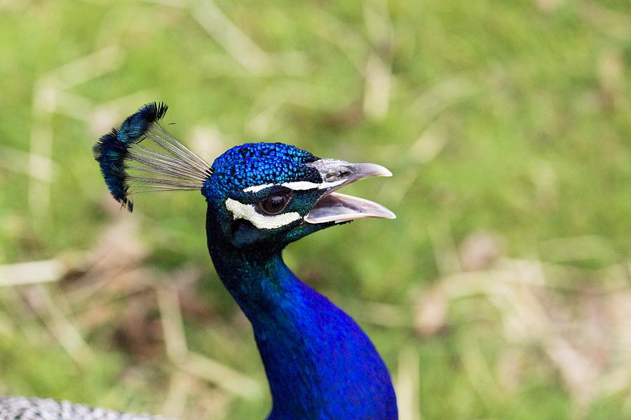 Peacock Head Photograph by Georgette Douwma - Fine Art America