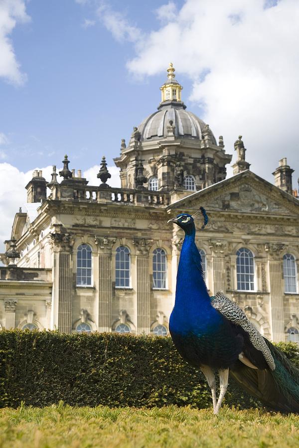 Peacock Photograph - Peacock In Front Of A Building by John Short