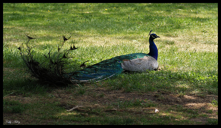 Peacock in the shade Photograph by Kelly Astley - Fine Art America