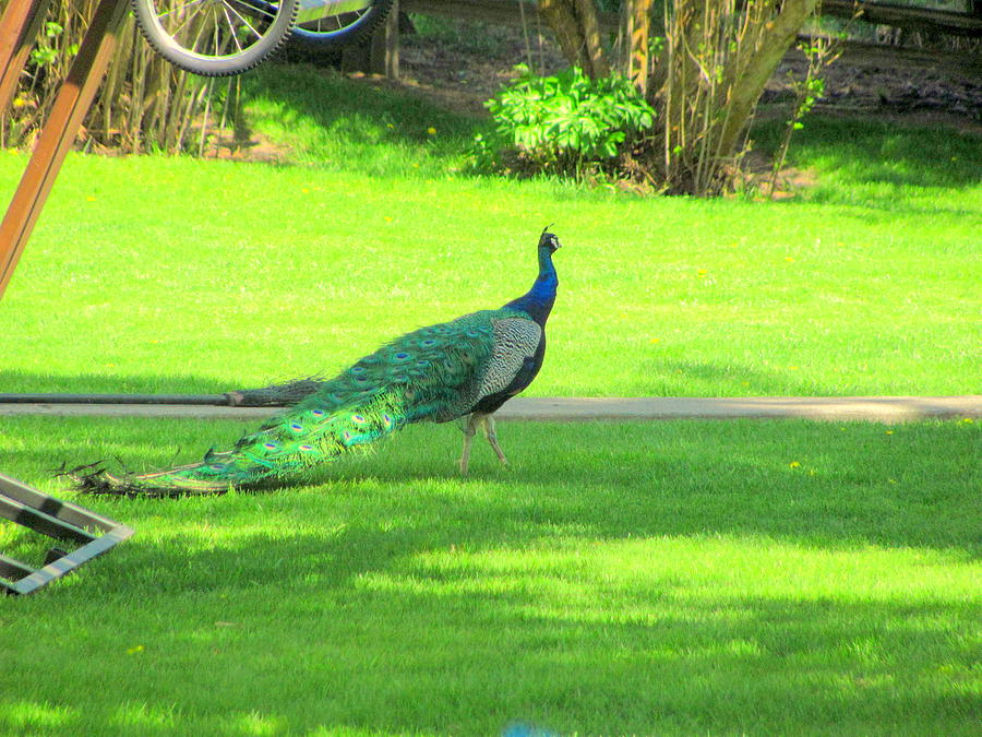 Peacock Photograph - Peacock In Yard by Amy Bradley