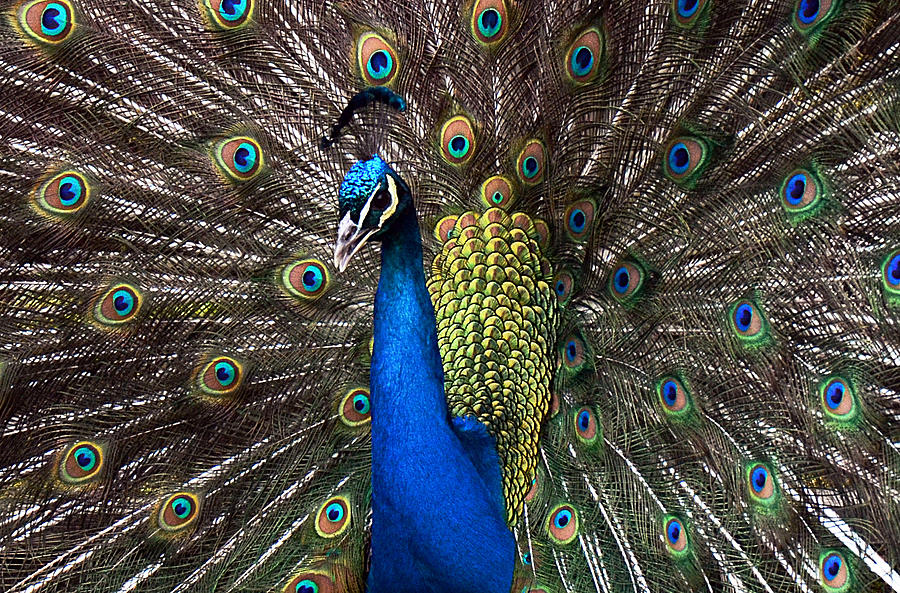 Peacock Photograph by Jenny McCullough - Fine Art America