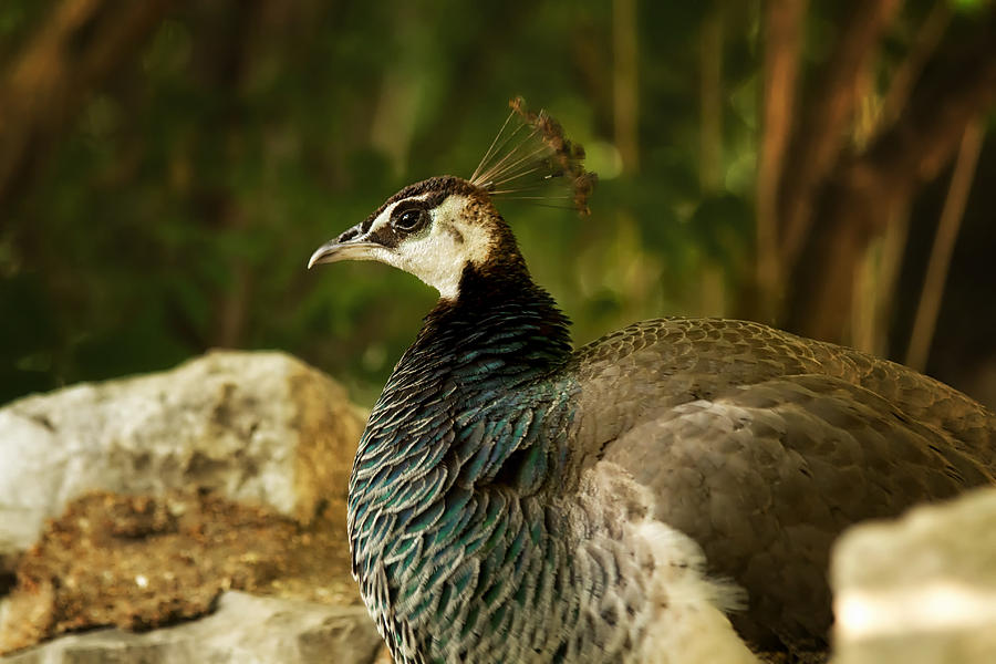Peacock Photograph by Linda Tiepelman