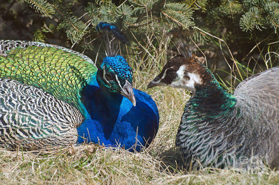  Peacock  Love  Photograph by Cheryl Cencich