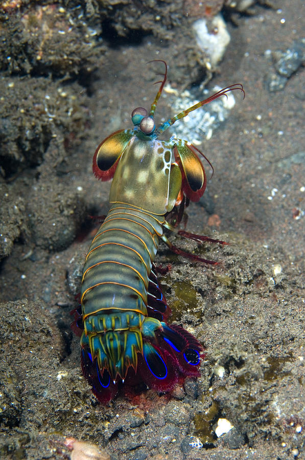 Download Peacock Mantis Shrimp Photograph by Matthew Oldfield