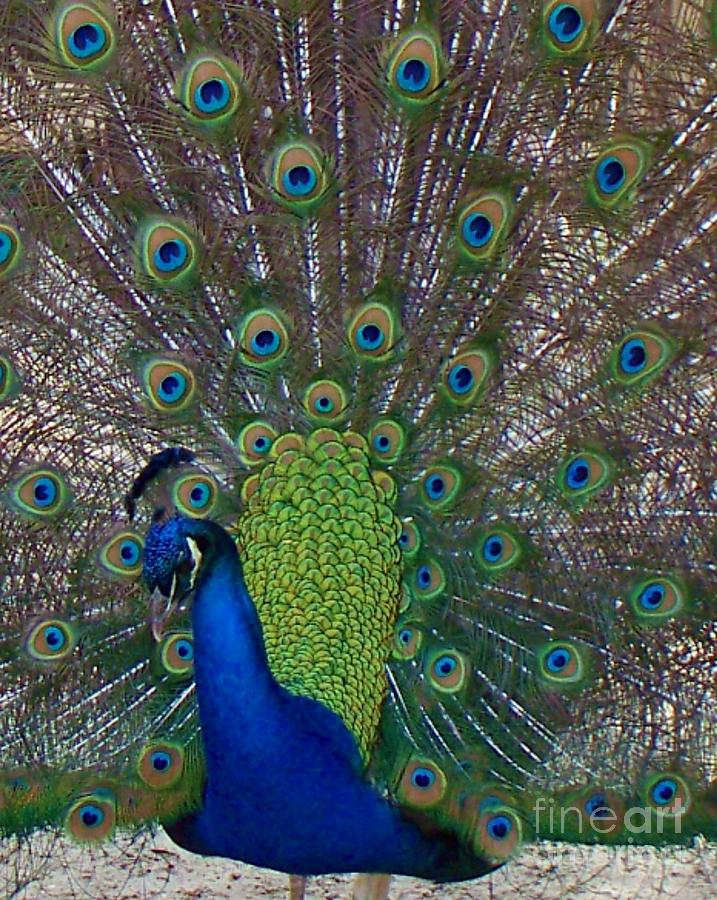 Peacock Photograph - Peacock by Melanie Snipes