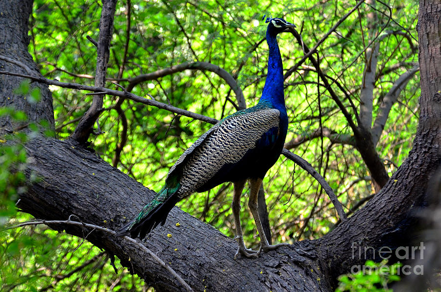 Peacock on a tree Photograph by Pravine Chester