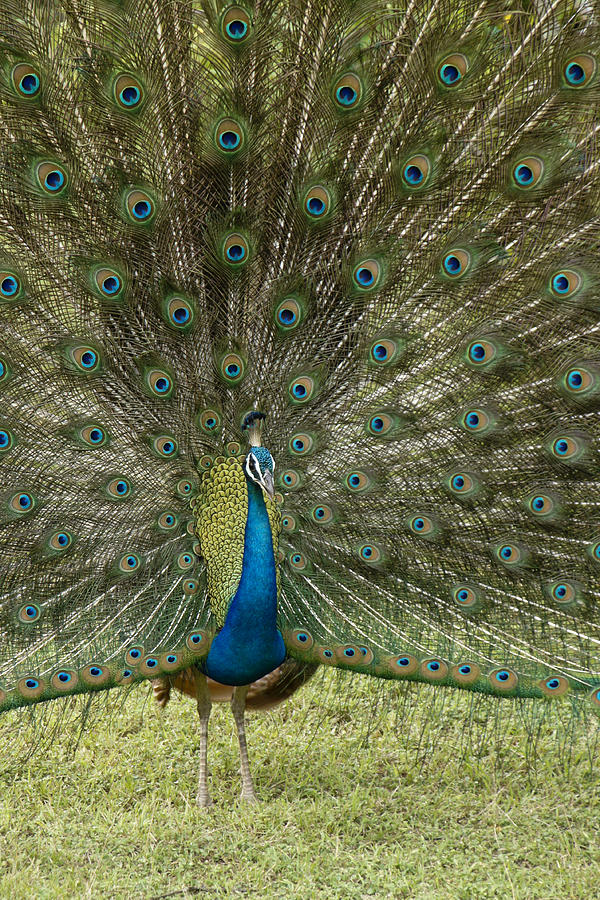 Peacock on Display Photograph by Michele Burgess