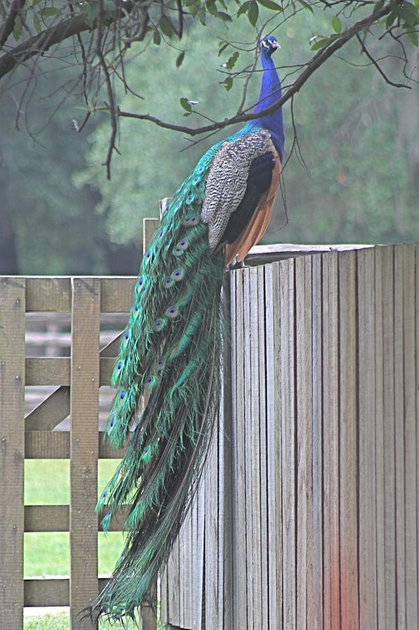 Peacock on Fence Photograph by Jeanne Juhos