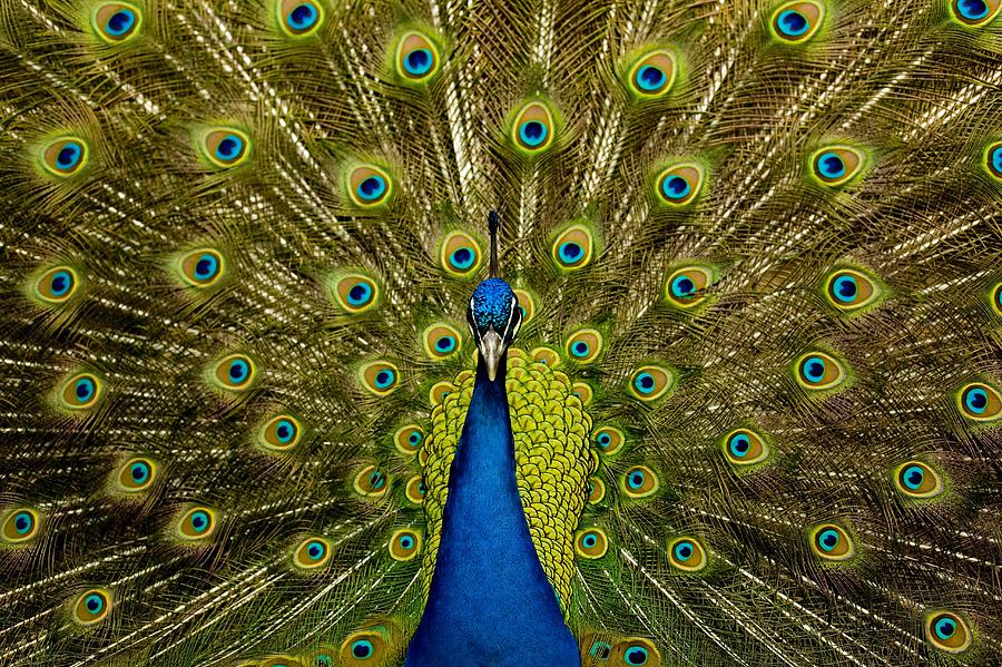 Peacock Photograph - Peacock Pavo Cristatus Displaying Tail by Paul D Stewart