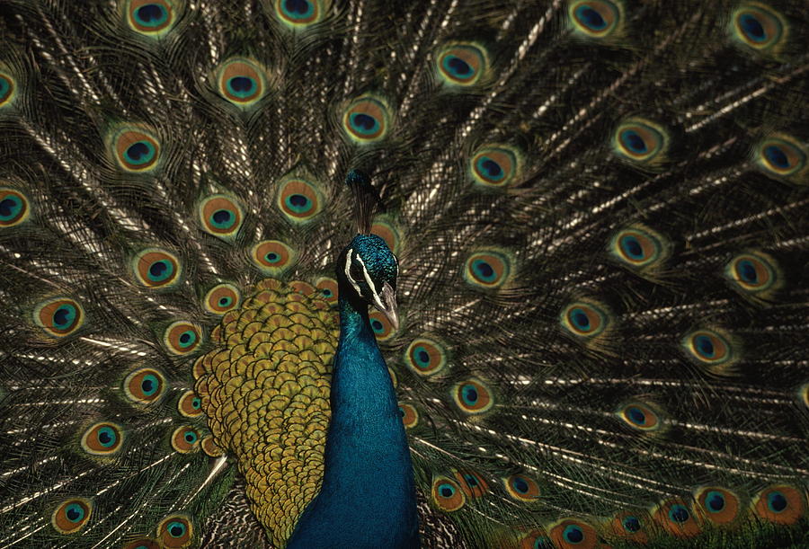 Peacock Pavo Sp. Male With Plummage Photograph by Medford Taylor