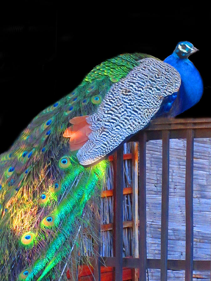 Peacock Poses Photograph by Vijay Sharon Govender