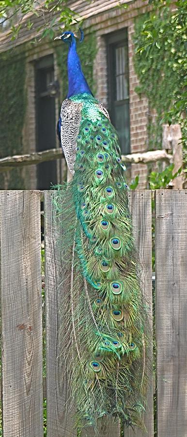 Peacock Posing on Fence Photograph by Jeanne Juhos