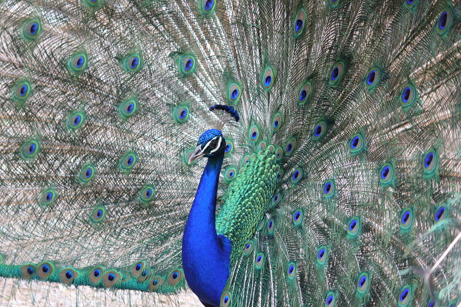 Peacock Pride Photograph by Natalie McBeath - Fine Art America