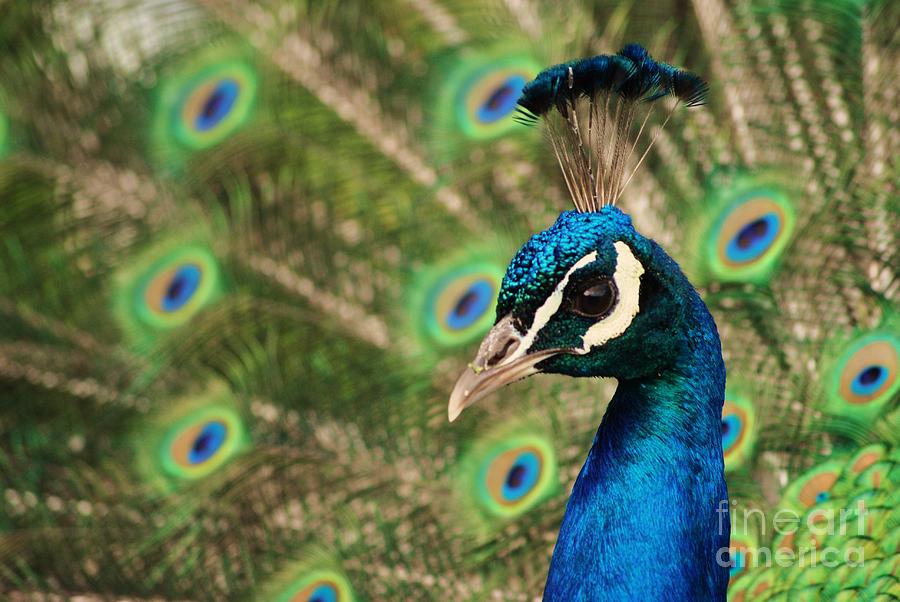 Peacock profile Photograph by Frank Larkin
