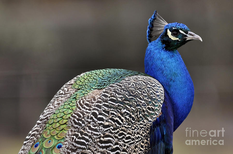 Peacock profile Photograph by Laura Mountainspring