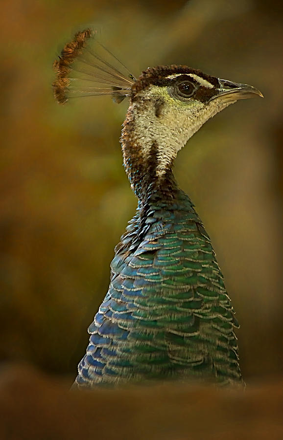 Peacock Profile Photograph by Linda Tiepelman