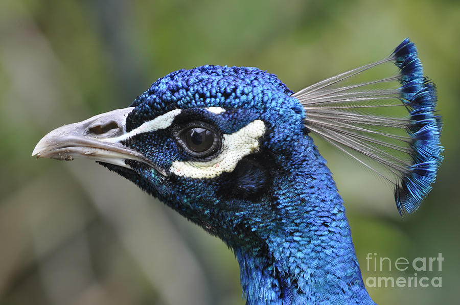 Peacock Profile Portrait Photograph by Laura Mountainspring