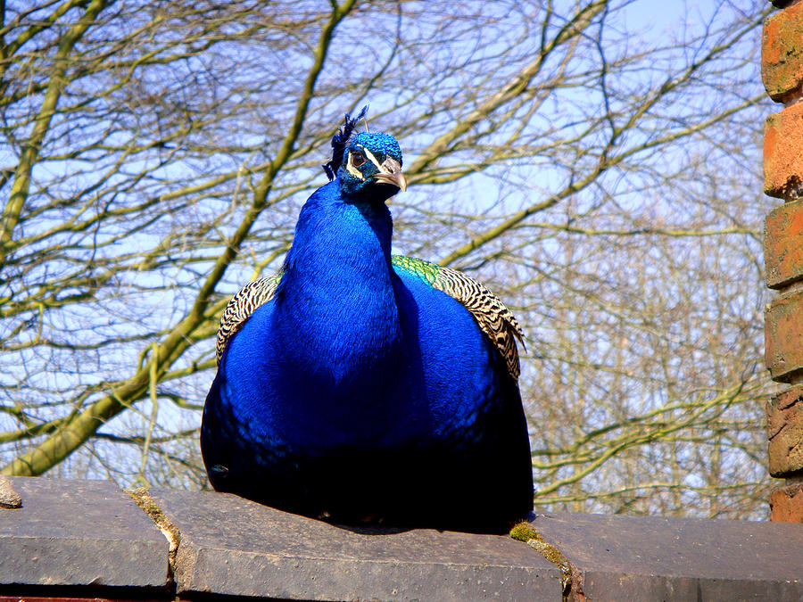 Peacock Photograph - Peacock by Roberto Alamino
