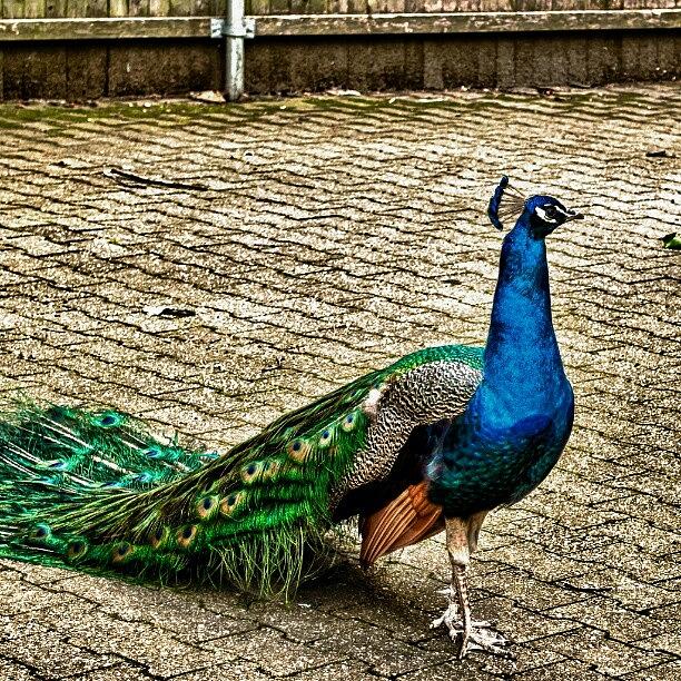 New York City Photograph - Peacock Running Wild In NYC by Ramon Nuez