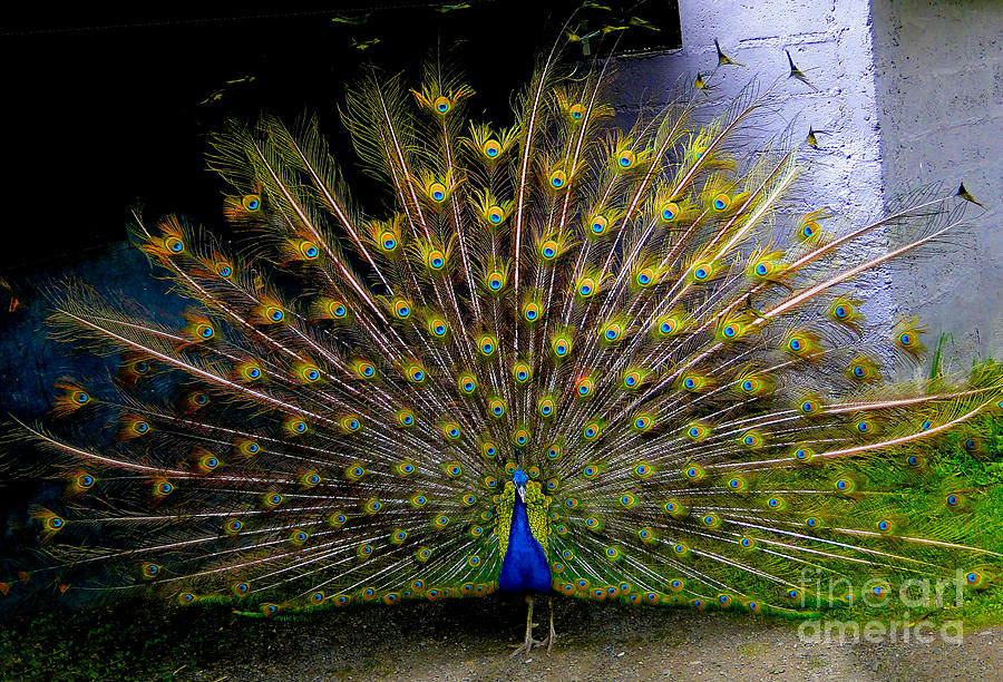 Peacock Splendour II Photograph by Al Bourassa