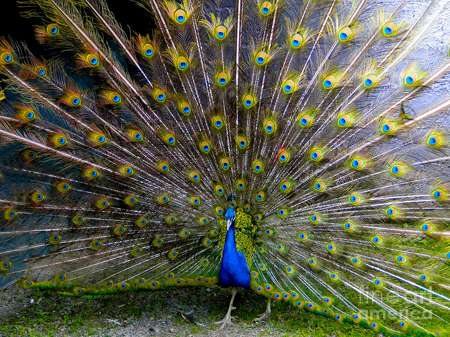 Peacock Splendour III Photograph by Al Bourassa