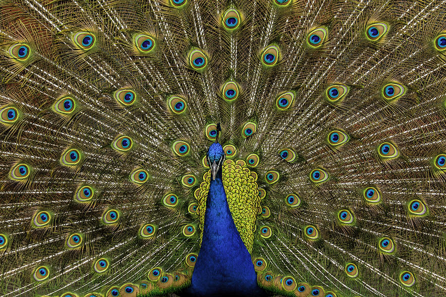 Peacock Strutting Photograph by Keith Allen
