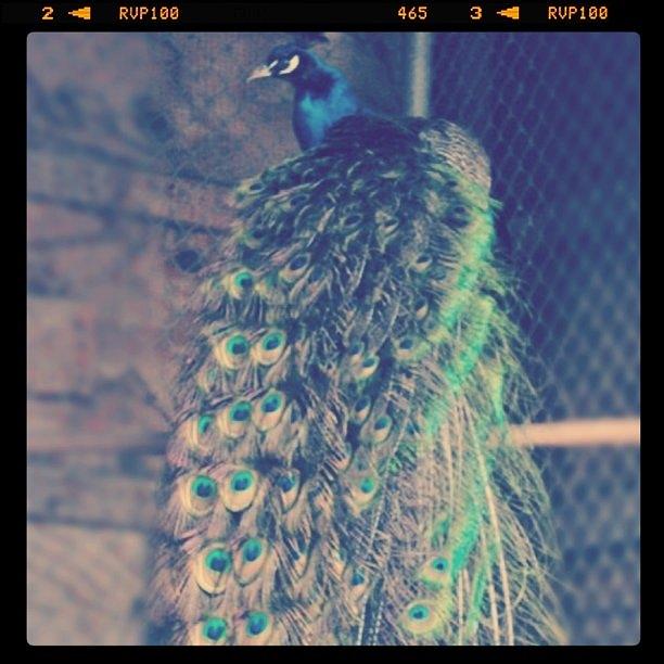 Peacock Photograph - #peacock by Vicki Leggett
