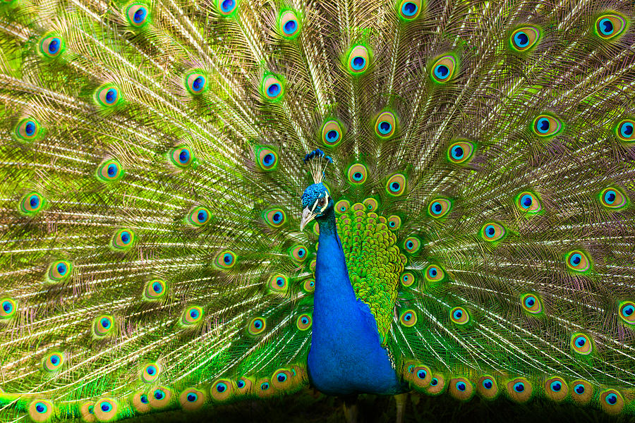 Animal Photograph - Peacock wheel by Thomas Splietker
