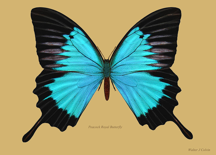 Peacockroyal Butterfly Digital Art by Walter Colvin