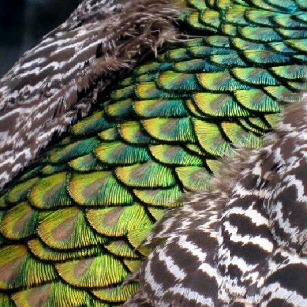 Peacock Photograph - Peacocks Back #cincinnati #zoo by Yvette Harbour