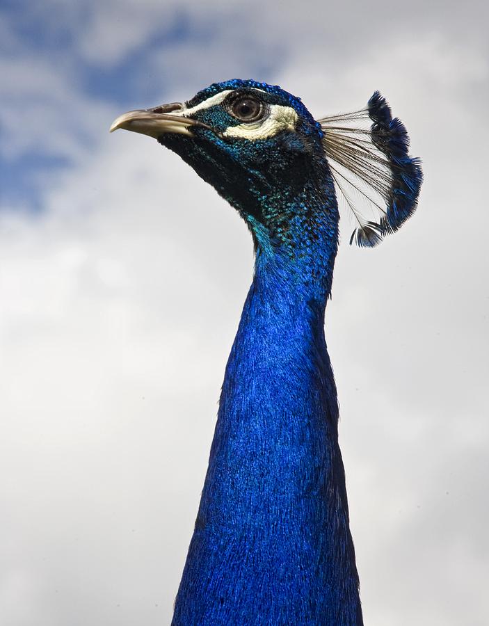 Peacocks Head Photograph