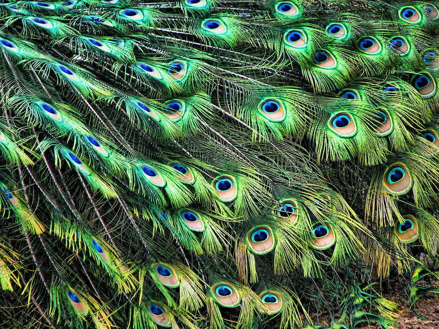 Peacocks Tail Feathers Photograph by Helaine Cummins