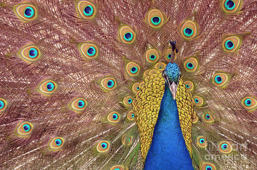 Peafowl I Photograph by Laura Mountainspring