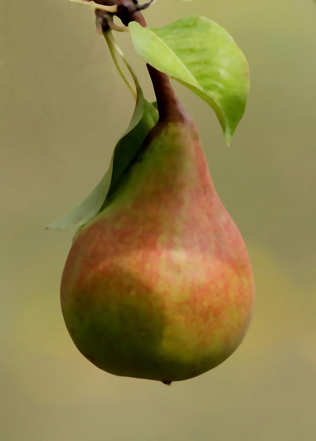 Pear Photograph by Angie Vogel