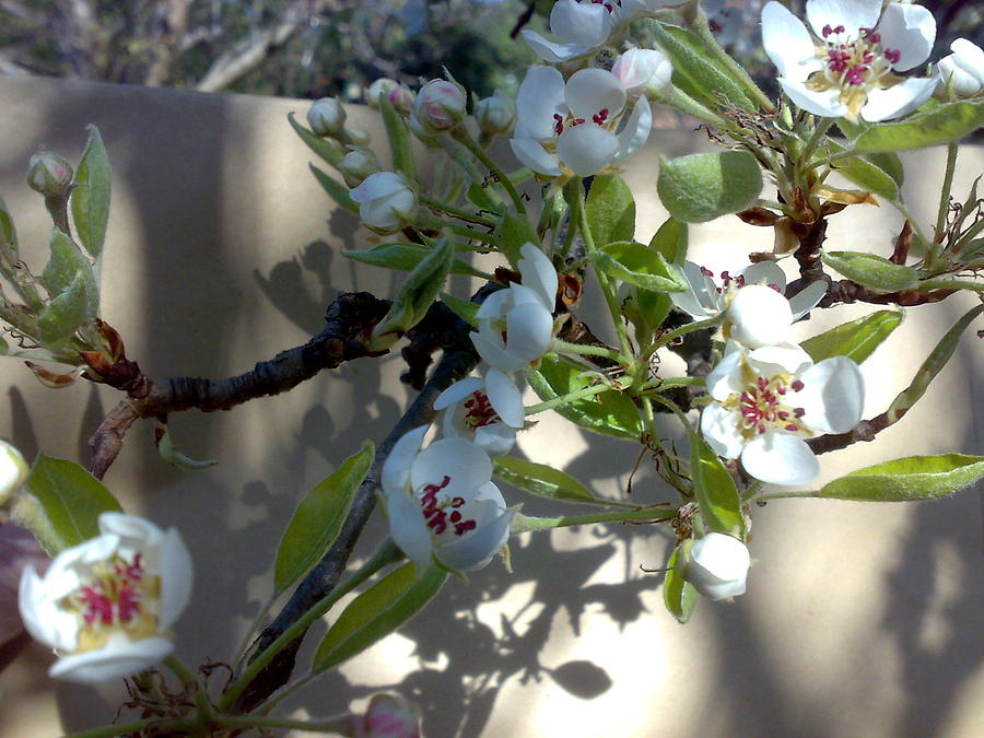 Pear Blossom Photograph by Peadar Sheerin - Fine Art America