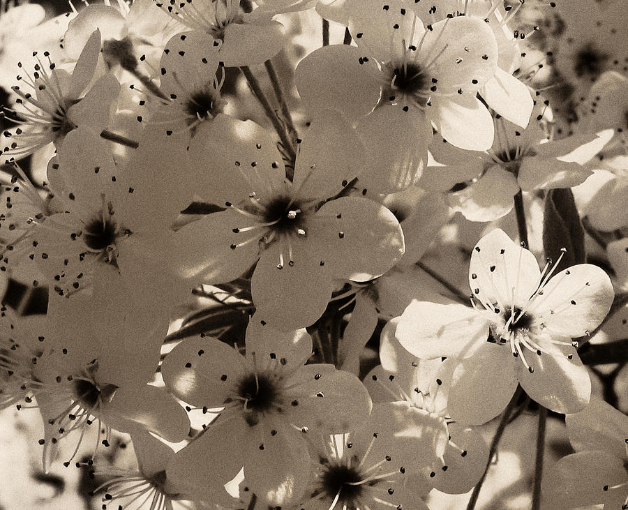 Pear Blossoms in Sepia Photograph by Tony Grider
