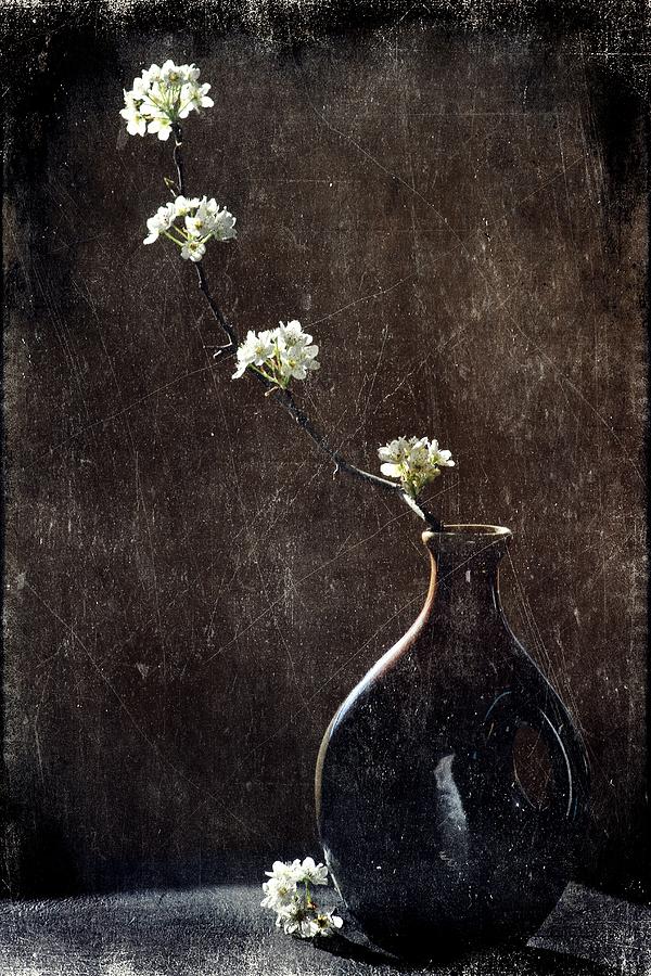 Still Life Photograph - Pear Blossoms in Shadow and Light by Christine Annas