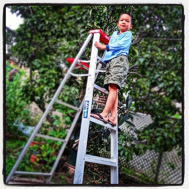 Summer Photograph - Pear Picking In The Backyard #son by Zyrus Zarate