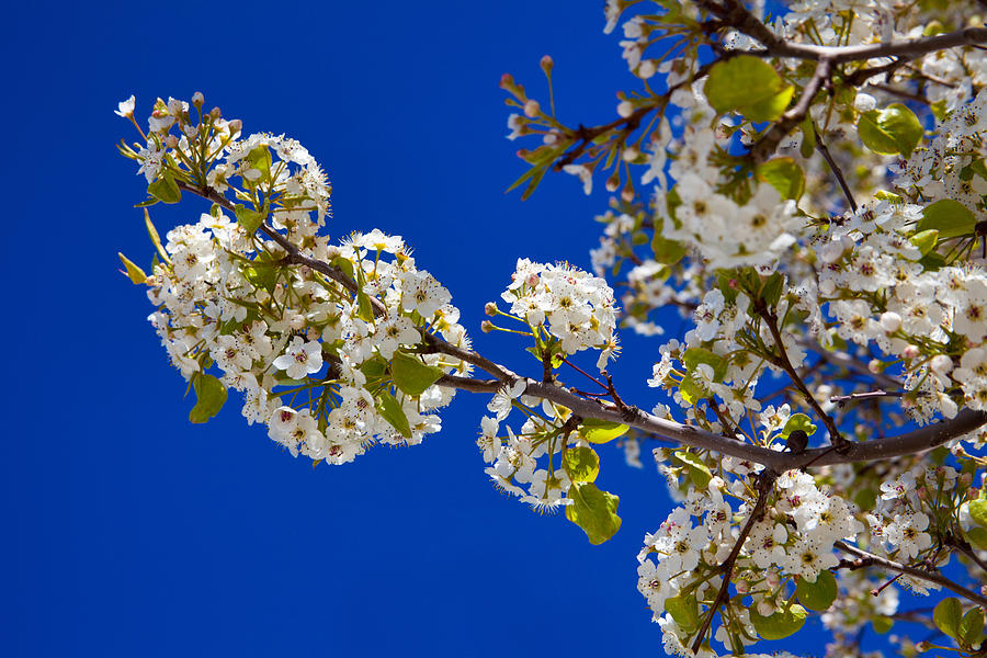 Spring Photograph - Pear Spring by Chad Dutson