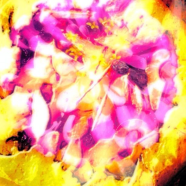 Abstract Photograph - Pear Tart & Zinnia. #abstract #pink by Donna Johnson