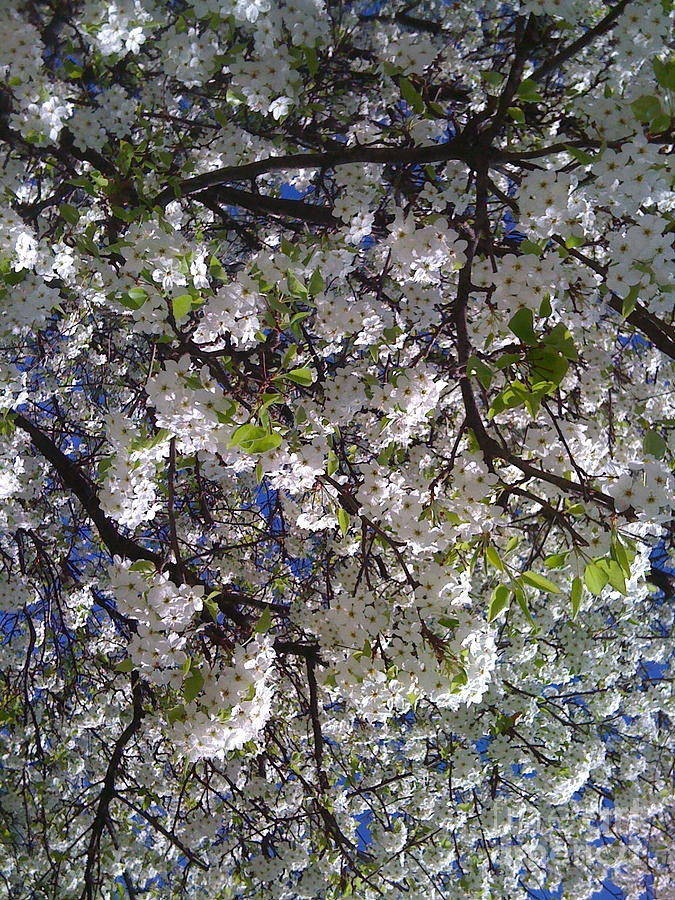 Pear Tree Blossoms Photograph by Barbara Plattenburg
