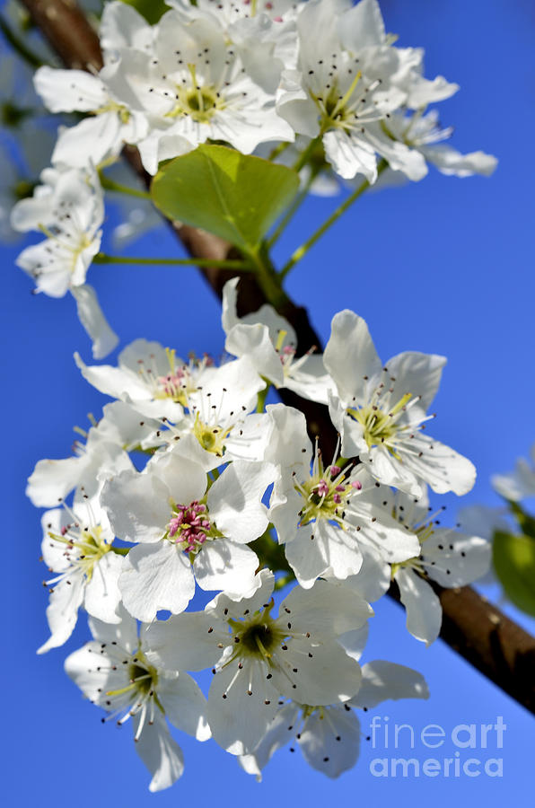 Spring Photograph - Pear Tree Blossoms by Thomas R Fletcher
