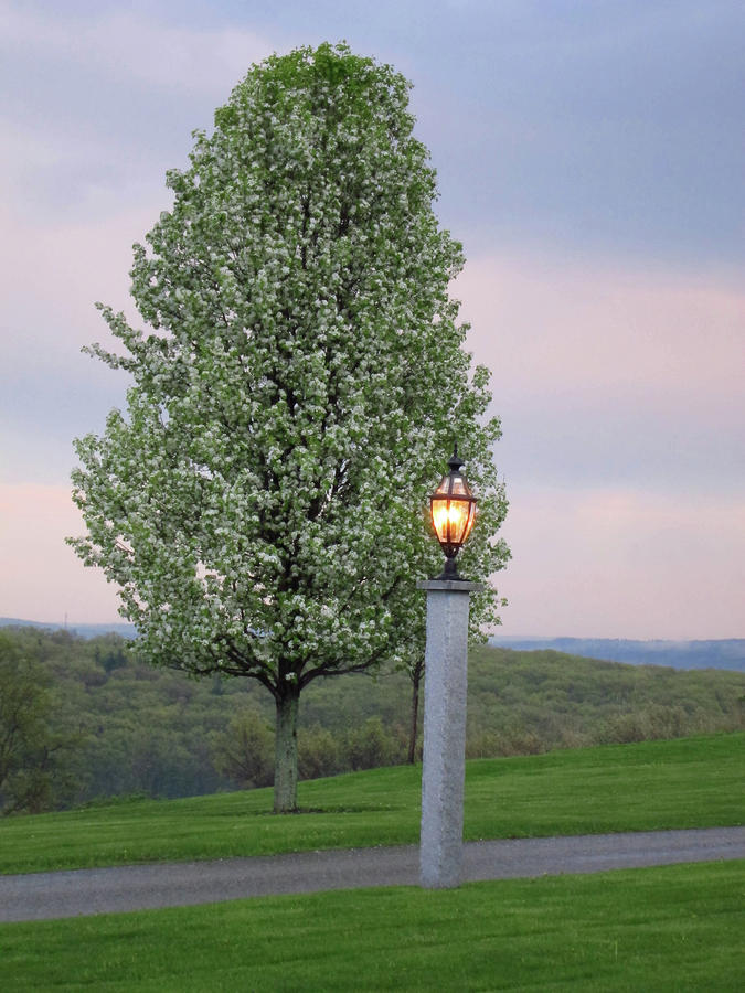 Pear Tree In Narnia by Allison Coelho Picone