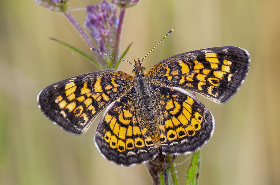 Pearl Crescent Butterfly on Wildflowers Photograph by Bonnie Barry