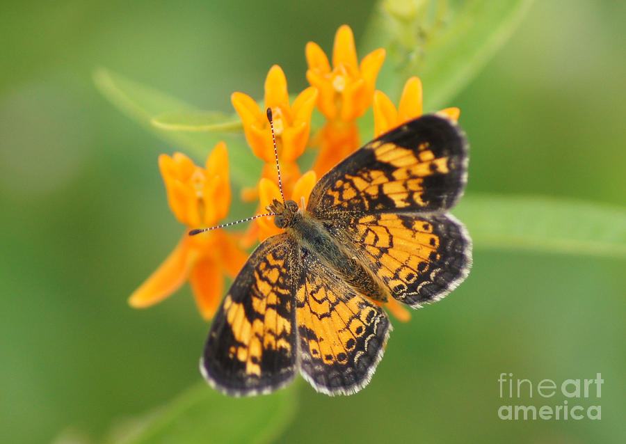 Butterfly Photograph - Pearl Crescent on Butterfly Weed Flowers 2 by Robert E Alter Reflections of Infinity LLC