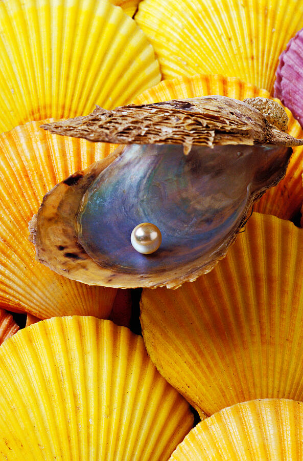 Pearl in oyster shell Photograph by Garry Gay