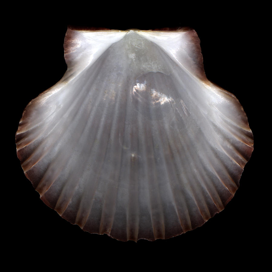 Pearlescent Shell  Photograph by David Kleinsasser