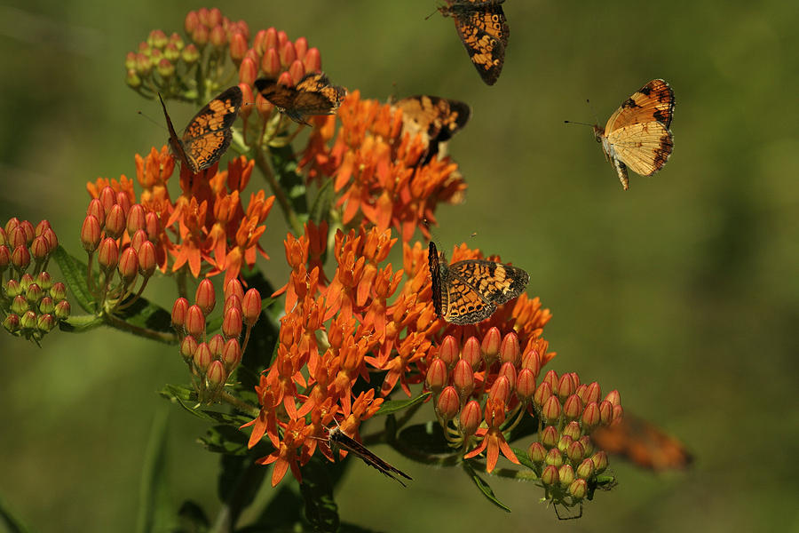 Pearly Crescentpot Butterflies Landing On Butterfly Milkweed Photograph by Daniel Reed